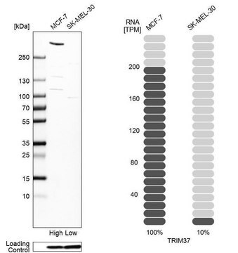 Anti-TRIM37 antibody produced in rabbit Prestige Antibodies&#174; Powered by Atlas Antibodies, affinity isolated antibody, buffered aqueous glycerol solution