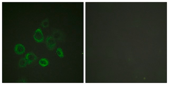 Anti-BAX antibody produced in rabbit affinity isolated antibody