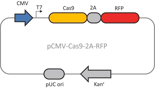 CMV-CAS9-2A-RFP Plasmid