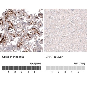 Monoclonal Anti-CHAT antibody produced in mouse Prestige Antibodies&#174; Powered by Atlas Antibodies, clone CL3173, purified immunoglobulin, buffered aqueous glycerol solution