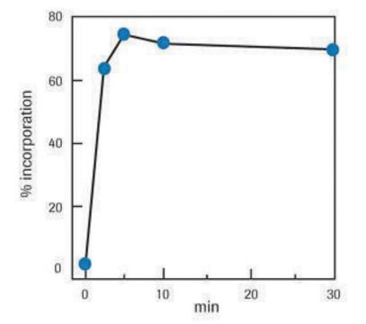 High Prime solution, sufficient for 50&#160;labeling reactions, pkg of 200&#160;&#956;L