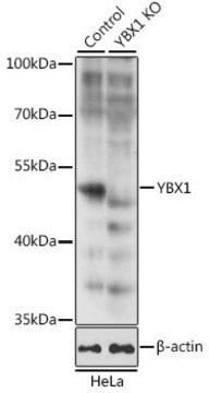 Anti-YBX1 antibody produced in rabbit