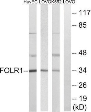 Anti-FOLR1 antibody produced in rabbit affinity isolated antibody