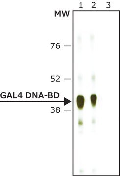 Anti-GAL4 DNA-BD antibody produced in rabbit affinity isolated antibody, buffered aqueous solution