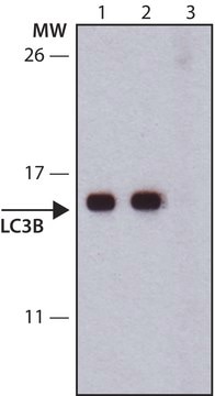 Anti-LC3B antibody, Mouse monoclonal clone LC3B-6, purified from hybridoma cell culture