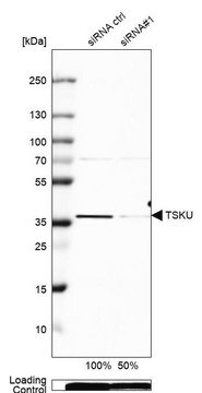 Anti-TSKU antibody produced in rabbit Prestige Antibodies&#174; Powered by Atlas Antibodies, affinity isolated antibody, buffered aqueous glycerol solution