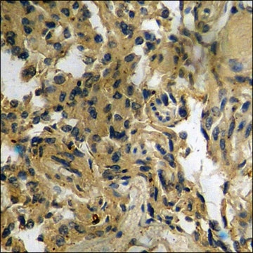 Anti-phospho-14-3-3 &#950;/&#948; (pThr232) antibody produced in rabbit affinity isolated antibody