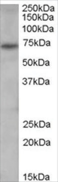 Anti-PAD4/PADI4 antibody produced in goat affinity isolated antibody, buffered aqueous solution