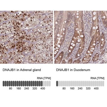 Anti-DNAJB1 antibody produced in rabbit Prestige Antibodies&#174; Powered by Atlas Antibodies, affinity isolated antibody, buffered aqueous glycerol solution