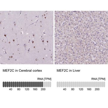 Anti-MEF2C antibody produced in rabbit Prestige Antibodies&#174; Powered by Atlas Antibodies, affinity isolated antibody, buffered aqueous glycerol solution