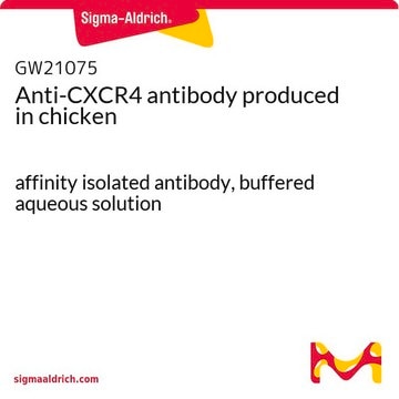 Anti-CXCR4 antibody produced in chicken affinity isolated antibody, buffered aqueous solution