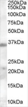 Anti-TIM3/HAVCR2 antibody produced in goat affinity isolated antibody, buffered aqueous solution