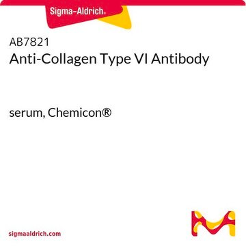 Anti-Collagen Type VI Antibody serum, Chemicon&#174;