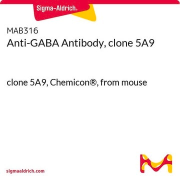 Anti-GABA Antibody, clone 5A9 clone 5A9, Chemicon&#174;, from mouse