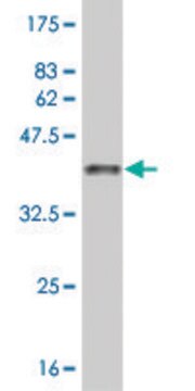 Monoclonal Anti-ARHGAP6 antibody produced in mouse clone 1G5, purified immunoglobulin, buffered aqueous solution