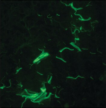 Anti-Collagen Type I antibody, Mouse monoclonal clone COL-1, purified from hybridoma cell culture