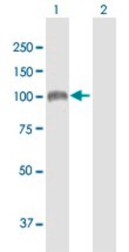 Anti-SULF1 antibody produced in mouse purified immunoglobulin, buffered aqueous solution