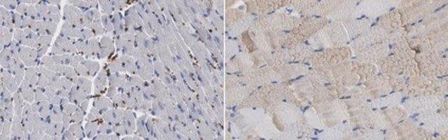 Anti-MYH-1 Antibody, clone 6F12H3 clone 6F12H3, from rat