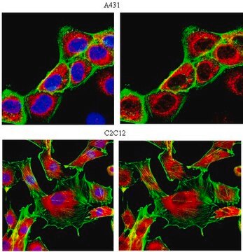 Anti-MAPK 1/2 Antibody from rabbit