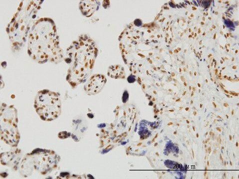 ANTI-RUNX2 antibody produced in mouse clone 3F5, purified immunoglobulin, buffered aqueous solution