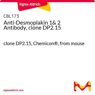 Anti-Desmoplakin 1&amp; 2 Antibody, clone DP2.15 clone DP2.15, Chemicon&#174;, from mouse