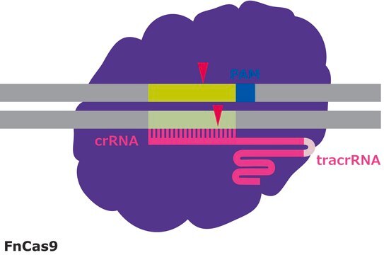 FnCas9 Protein from Francisella novicida, recombinant, expressed in E. coli, 1X NLS