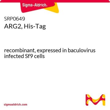 ARG2, His-Tag recombinant, expressed in baculovirus infected Sf9 cells