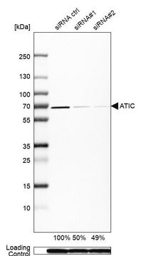 Anti-ATIC antibody produced in rabbit Prestige Antibodies&#174; Powered by Atlas Antibodies, affinity isolated antibody, buffered aqueous glycerol solution