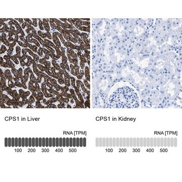 Anti-CPS1 antibody produced in rabbit Prestige Antibodies&#174; Powered by Atlas Antibodies, affinity isolated antibody, buffered aqueous glycerol solution