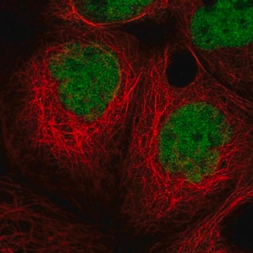 Anti-MIER1 antibody produced in rabbit Prestige Antibodies&#174; Powered by Atlas Antibodies, affinity isolated antibody