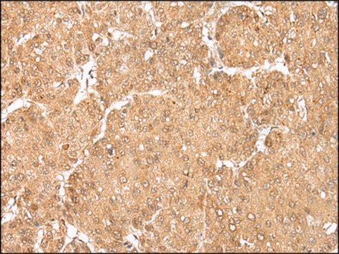 Anti-MAFA affinity isolated antibody