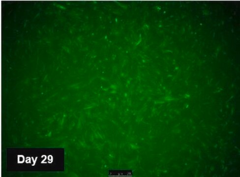 TagGFP2 Simplicon RNA to determine optimal transfection conditions to express the self-replicating RNA in cell lines