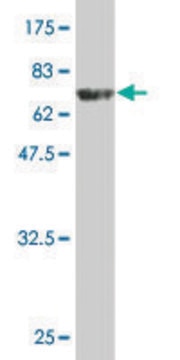 Monoclonal Anti-WDR41 antibody produced in mouse clone 1F3, purified immunoglobulin, buffered aqueous solution