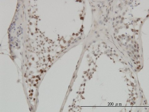 Monoclonal Anti-MYC antibody produced in mouse clone 1G7, purified immunoglobulin, buffered aqueous solution