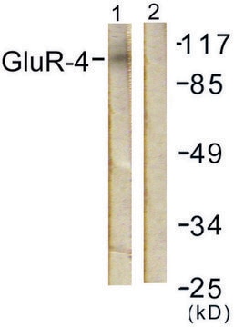 Anti-GLUR4 antibody produced in rabbit affinity isolated antibody