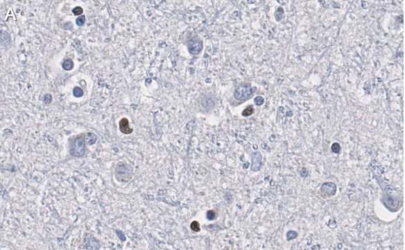 Anti-Olig2 Antibody, clone 211F1.1 ZooMAb&#174; Mouse Monoclonal recombinant, expressed in HEK 293 cells