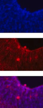 Anti-Notch 1 Antibody, clone mN1A clone mN1A, Chemicon&#174;, from mouse