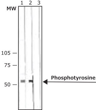 Anti-Phosphotyrosine antibody, Mouse monoclonal clone PT-66, purified from hybridoma cell culture