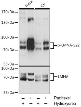 Anti-Phospho-LMNA-S22 antibody produced in rabbit