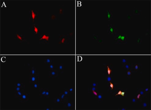 Anti-LbCas12a (Cpf1) antibody, Mouse monoclonal clone LbCpf1, purified from hybridoma cell culture