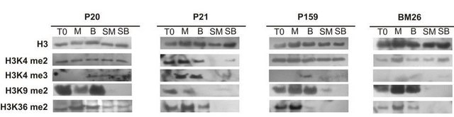 Anti-Histone H3 Antibody 0.5&#160;mg/mL, Upstate&#174;