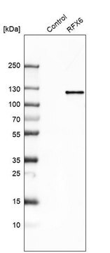 Anti-RFX6 antibody produced in rabbit Prestige Antibodies&#174; Powered by Atlas Antibodies, affinity isolated antibody, buffered aqueous glycerol solution