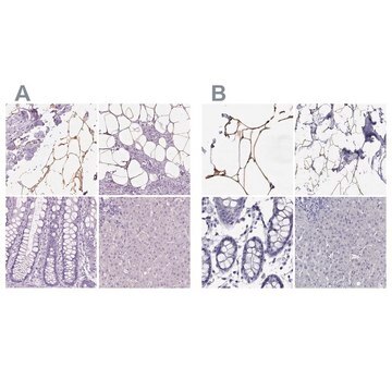 Anti-PLIN4 antibody produced in rabbit Prestige Antibodies&#174; Powered by Atlas Antibodies, affinity isolated antibody, buffered aqueous glycerol solution