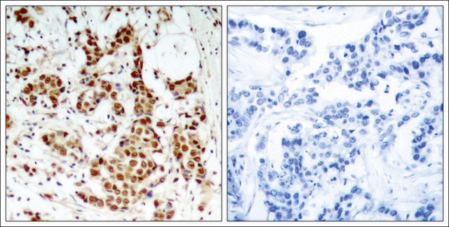 Anti-phospho-RPS6KA1 (pThr348) antibody produced in rabbit affinity isolated antibody