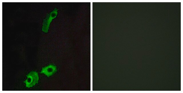 Anti-GPR151 antibody produced in rabbit affinity isolated antibody