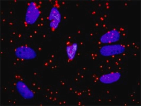 Anti-APOA1 antibody produced in rabbit purified immunoglobulin, buffered aqueous solution