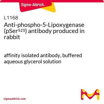 Anti-phospho-5-Lipoxygenase (pSer523) antibody produced in rabbit affinity isolated antibody, buffered aqueous glycerol solution