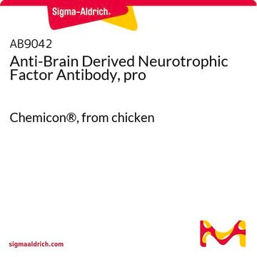 Anti-Brain Derived Neurotrophic Factor Antibody, pro Chemicon&#174;, from chicken