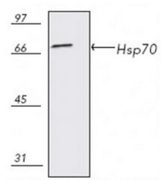 Anti-Hsp70 Mouse mAb (C92F3A-5) liquid, clone C92F3A-5, Calbiochem&#174;