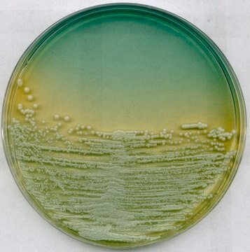 GranuCult&#174; plus WL nutrient agar for yeasts, suitable for microbiology